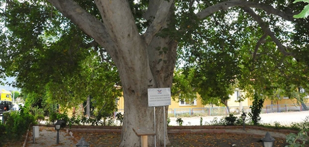 Akşehir’deki tescilli anıt ağaçların tabelaları takıldı