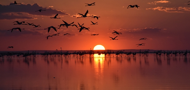 Tuz Gölü’ndeki misafir flamingoların göçü başladı