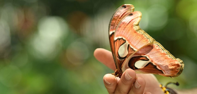 Dünyanın en büyük kelebeği Konya Tropikal Kelebek Bahçesi’nde