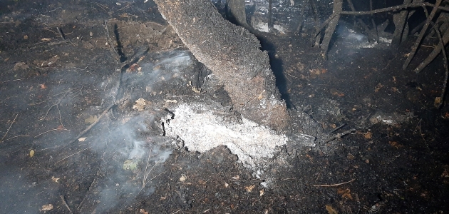 Karabük’te çıkan orman yangını söndürüldü