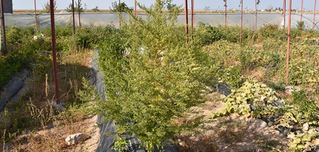 Virüslere karşı Peygamber Süpürgesi bitkisi