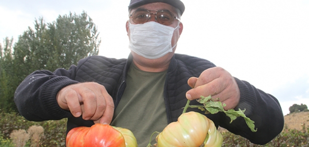 Beyşehirli çiftçi Osmanlı domatesi yetiştirdi