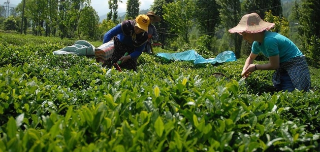 ÇAYKUR üçüncü sürgünde 179 bin ton yaş çay aldı