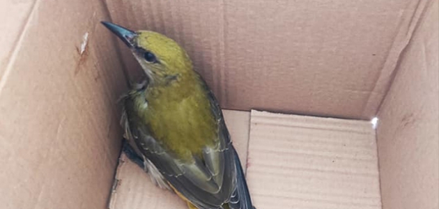 Yaralı halde bulunan sarı asma kuşu tedaviye alındı
