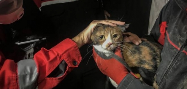 İzmir’de enkazda K-9 köpeği kediyi kurtardı
