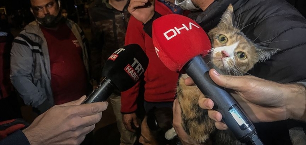 Depremde enkazdan çıkarılan kediler unutulmadı