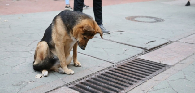 Mazgalı izleyen köpeğin sırrı ortaya çıktı