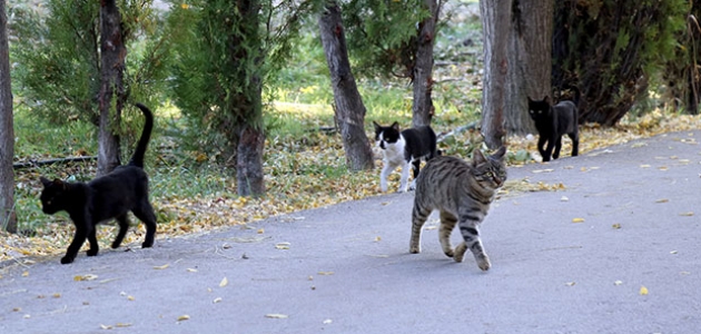 Konya’nın 100 bin metrekarelik parkları sokak hayvanlarına kaldı