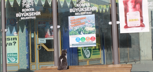 Karapınar’da otobüs durağındaki kedi gülümsetti