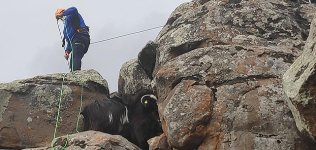Dağda mahsur kalan keçileri AFAD kurtardı