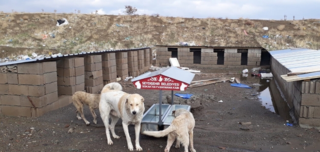 Seydişehir Belediyesi ekipleri sokak hayvanları için çalışıyor