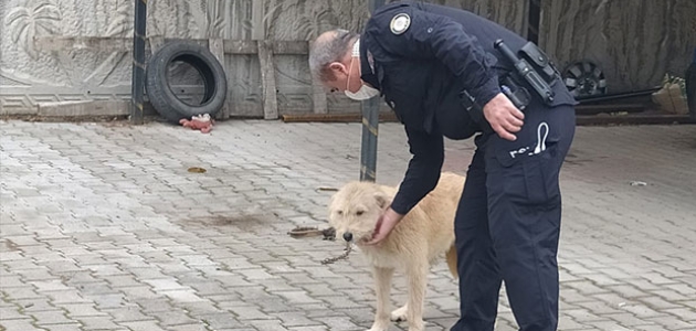 Konya’da köpeğe eziyet eden kişiye 947 lira ceza