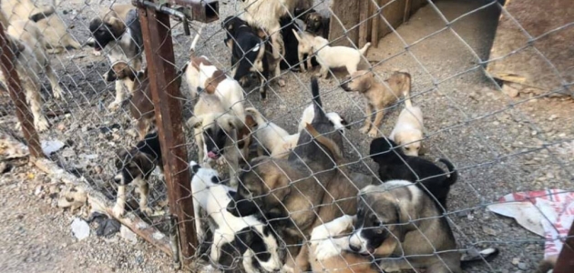 Seydişehir Belediyesinden sokak köpeklerine kısırlaştırma