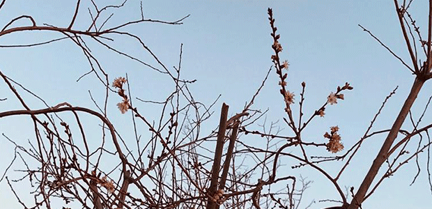 Konya’da ağaçlar aralık ayında çiçek açtı