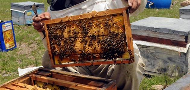 Υποστήριξη στους μελισσοκόμους του Υπουργείου: 10 λίρες ανά κυψέλη