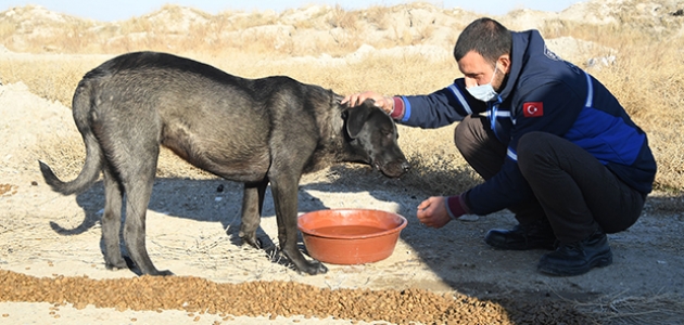 Konya’da sokağa çıkma yasağında sokak hayvanları unutulmadı