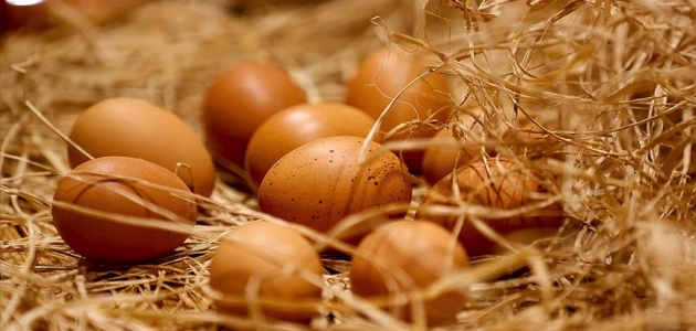 Tavuk yumurtası üretimi yüzde 0,9 azaldı