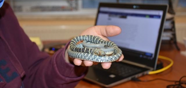 Yeni yılan türü: Zehirsiz ama ’yarışçı’