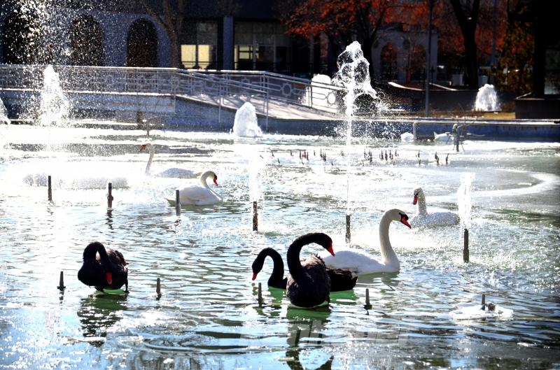 Konya’da kuğular buz tutan havuzda güzel görüntüler oluşturdu
