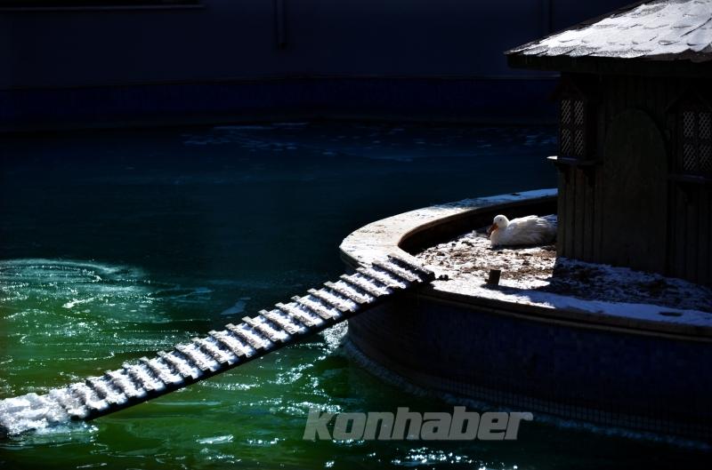 Konya’da kuğular buz tutan havuzda güzel görüntüler oluşturdu