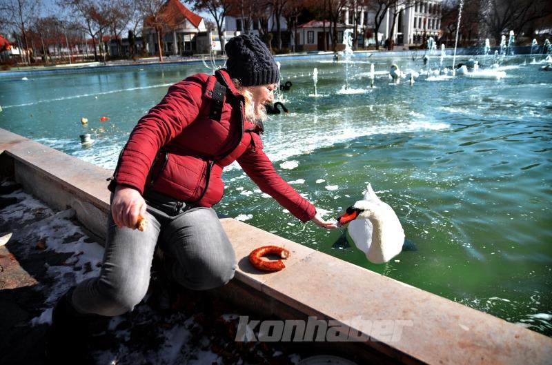 Konya’da kuğular buz tutan havuzda güzel görüntüler oluşturdu