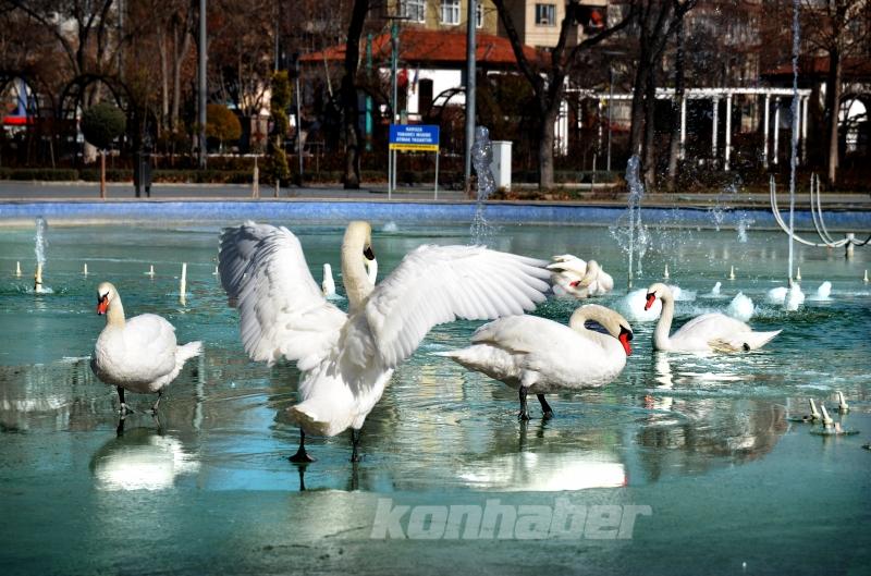 Konya’da kuğular buz tutan havuzda güzel görüntüler oluşturdu