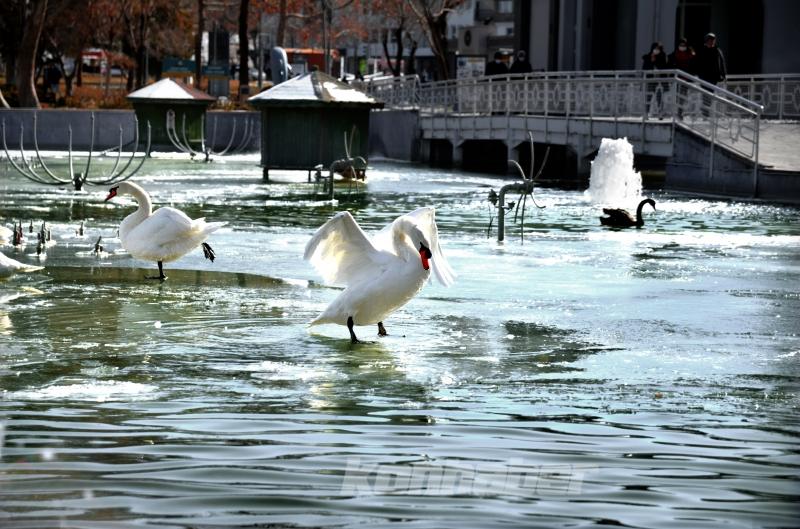 Konya’da kuğular buz tutan havuzda güzel görüntüler oluşturdu