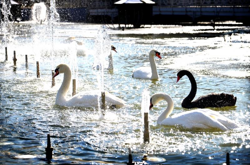 Konya’da kuğular buz tutan havuzda güzel görüntüler oluşturdu