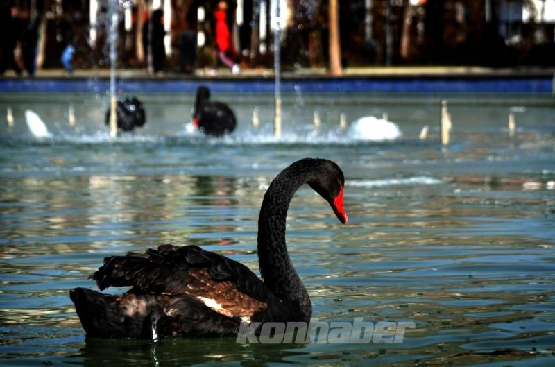Konya’da kuğular buz tutan havuzda güzel görüntüler oluşturdu