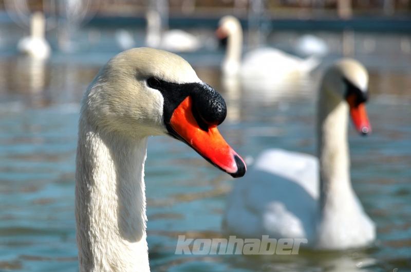 Konya’da kuğular buz tutan havuzda güzel görüntüler oluşturdu