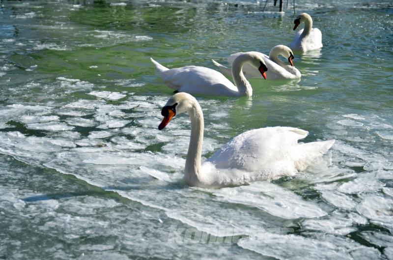Konya’da kuğular buz tutan havuzda güzel görüntüler oluşturdu