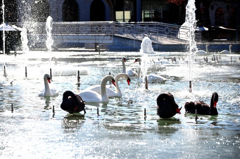 Konya’da kuğular buz tutan havuzda güzel görüntüler oluşturdu