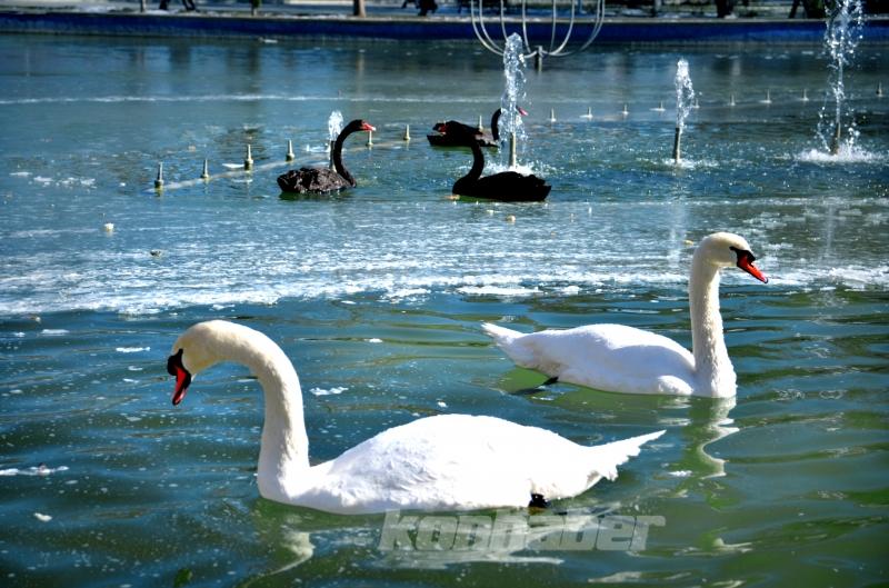 Konya’da kuğular buz tutan havuzda güzel görüntüler oluşturdu