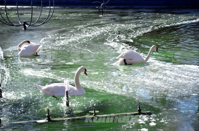 Konya’da kuğular buz tutan havuzda güzel görüntüler oluşturdu