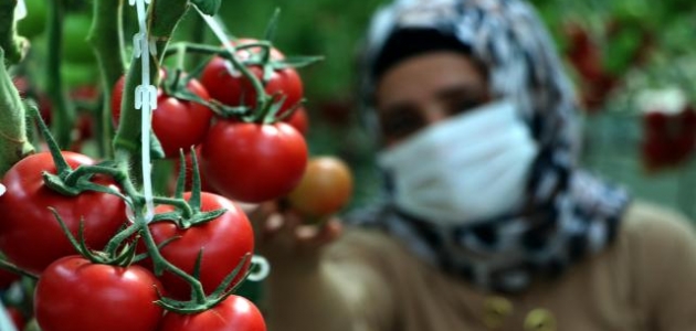 Çaldıran'da eksi 40 derecede bile domates üretiliyor 