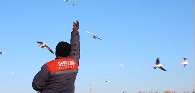 Belediye ekipleri Beyşehir Gölü’nde kuşları yem ve ekmekle besledi