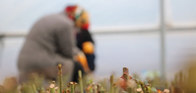 Beyşehir Belediyesi fide ve çiçek üretimini kendi seralarında gerçekleştiriyor