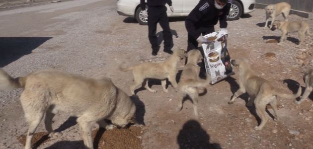 Çumra Belediyesi sokak hayvanlarını unutmuyor