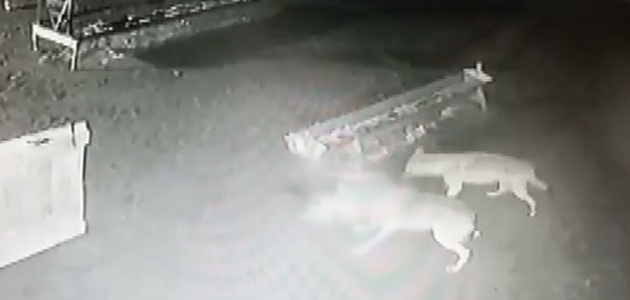  Konya'da ağıla giren kurtların koyunlara saldırısı güvenlik kamerasında   
