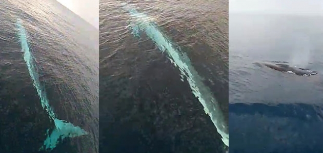 Balıkçıların kamerasına 15 metrelik balina takıldı  