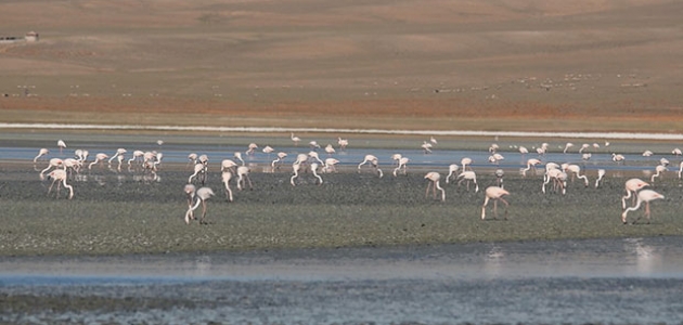Kuş cenneti Düden Gölüne Flamingolar erken geldi