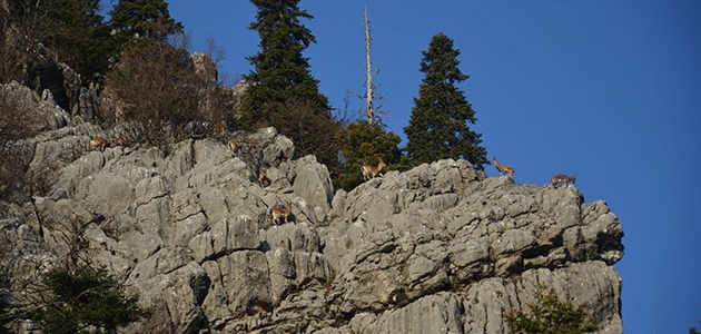 Toroslar’ın dağ keçileri sarp kayalıklarda görüntülendi 