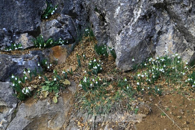 Orta Toroslarda kardelenler kara hasret çiçek açtı