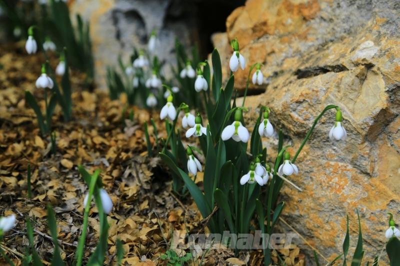Orta Toroslarda kardelenler kara hasret çiçek açtı