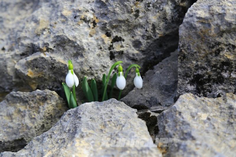 Orta Toroslarda kardelenler kara hasret çiçek açtı