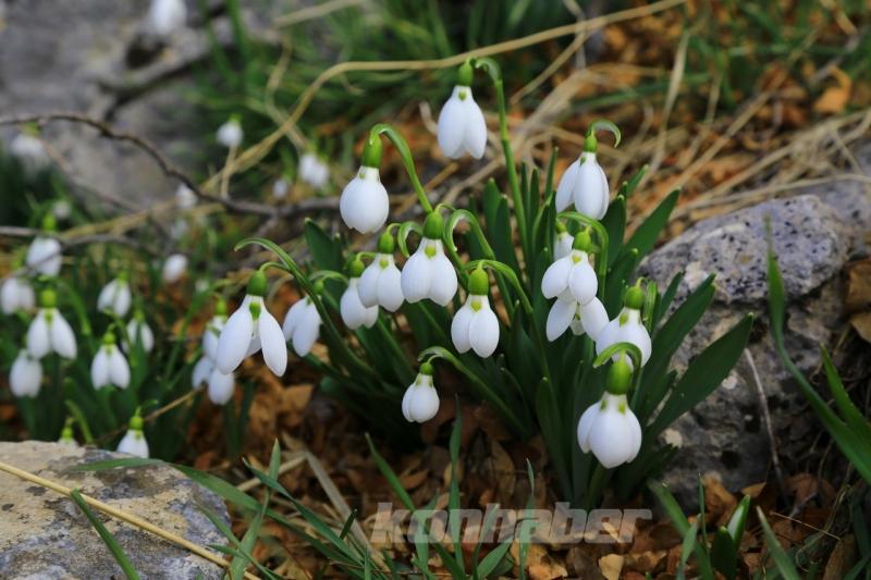 Orta Toroslarda kardelenler kara hasret çiçek açtı
