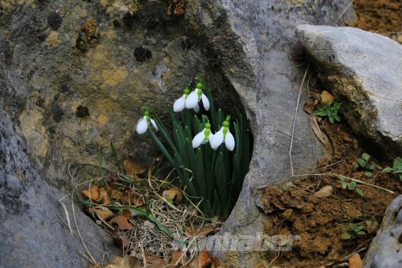 Orta Toroslarda kardelenler kara hasret çiçek açtı