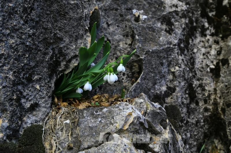 Orta Toroslarda kardelenler kara hasret çiçek açtı