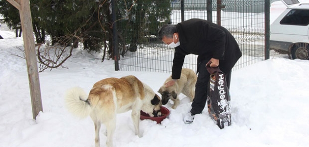 Seydişehir Belediyesi, sokak hayvanları için doğaya yem bıraktı  
