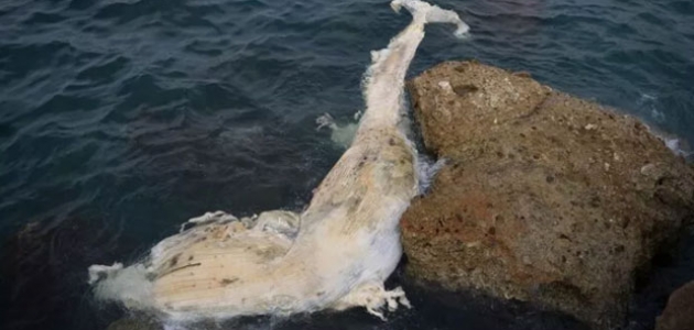 12 metrelik balina yavrusu kıyıya vurdu